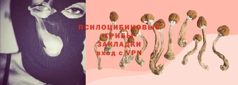 Галлюциногенные грибы Cubensis  хочу   Калининец 